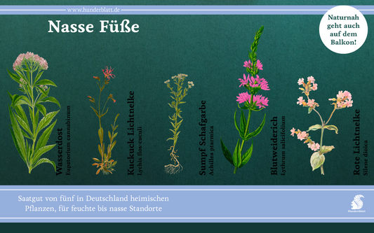 Nasse Füße Saatheft