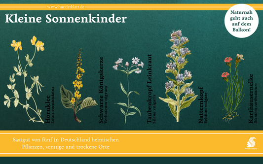 Kleine Sonnenkinder Saatheft