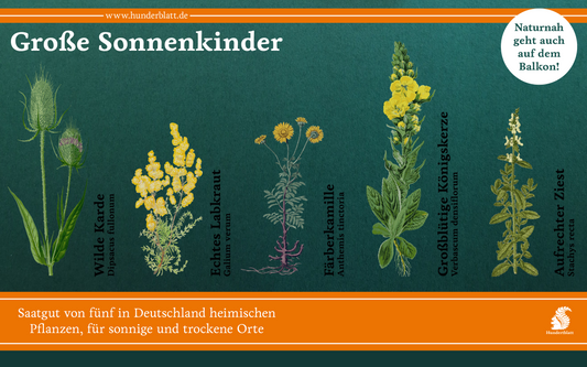 Große Sonnenkinder Saatheft