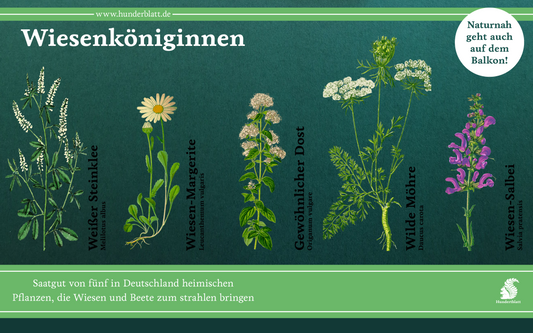 Wiesenköniginnen Saatheft